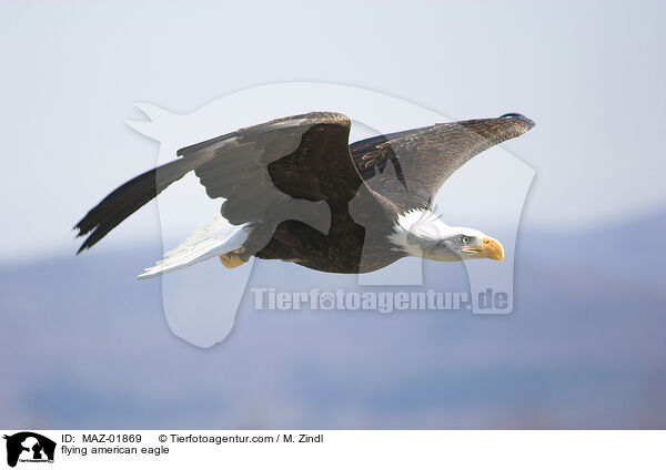 fliegender Weikopfseeadler / flying american eagle / MAZ-01869