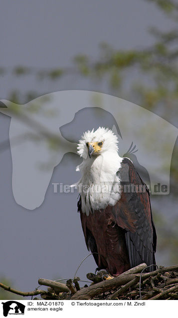 Weikopfseeadler / american eagle / MAZ-01870