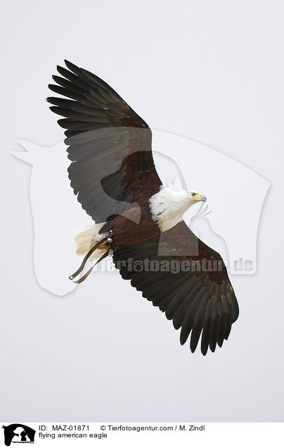 fliegender Weikopfseeadler / flying american eagle / MAZ-01871