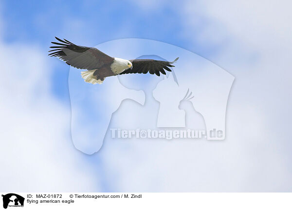 fliegender Weikopfseeadler / flying american eagle / MAZ-01872