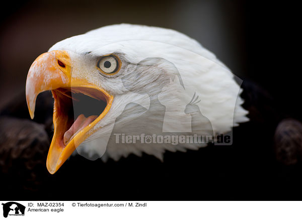 Weikopfseeadler / American eagle / MAZ-02354