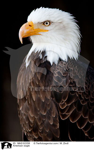 Weikopfseeadler / American eagle / MAZ-02356