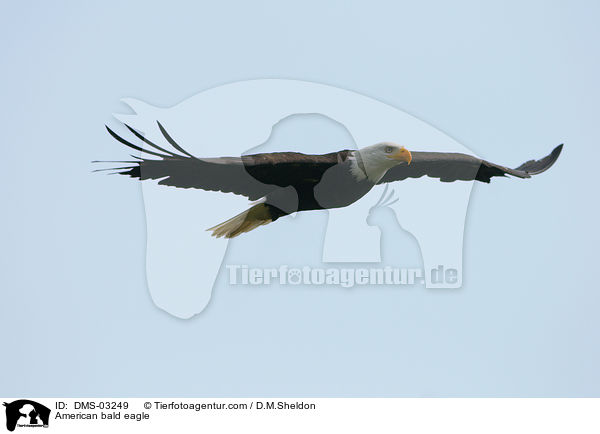 Weikopfseeadler / American bald eagle / DMS-03249