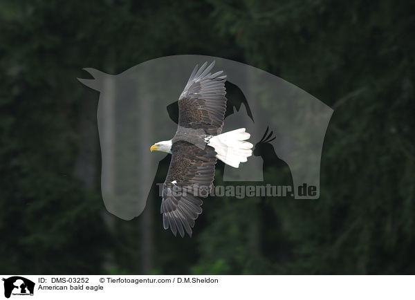 Weikopfseeadler / American bald eagle / DMS-03252