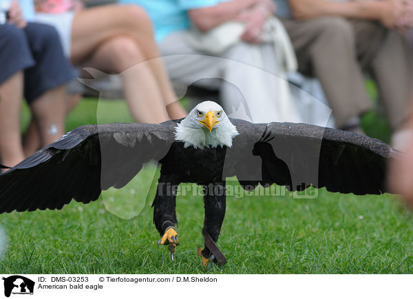 American bald eagle / DMS-03253