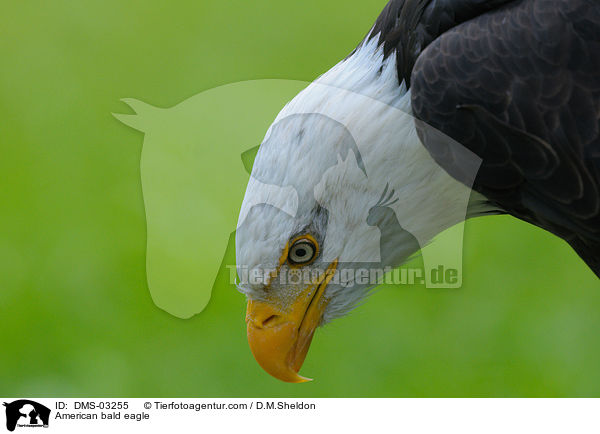 American bald eagle / DMS-03255