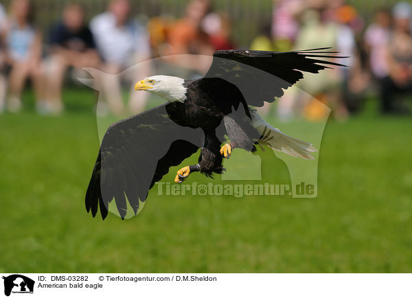American bald eagle / DMS-03282