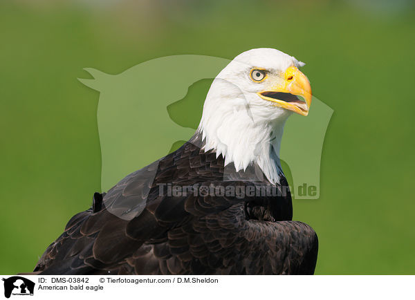 American bald eagle / DMS-03842