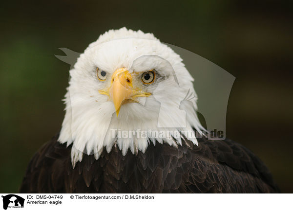 Weikopfseeadler / American eagle / DMS-04749
