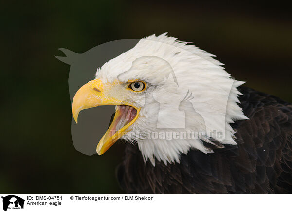 American eagle / DMS-04751