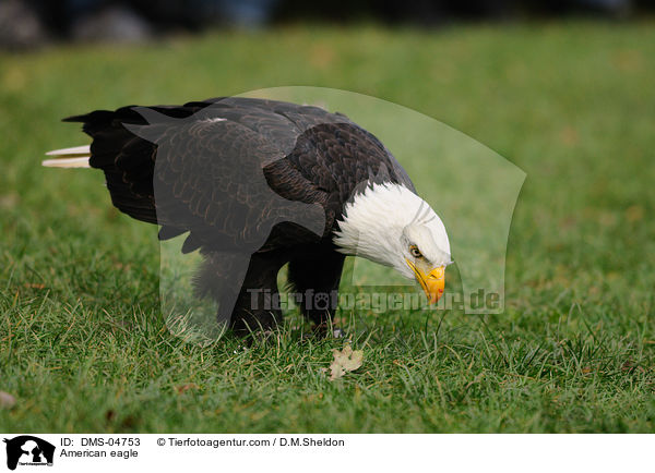 Weikopfseeadler / American eagle / DMS-04753