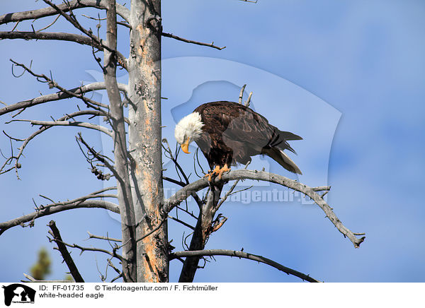 white-headed eagle / FF-01735