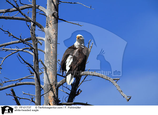 Weikopfseeadler / white-headed eagle / FF-01737