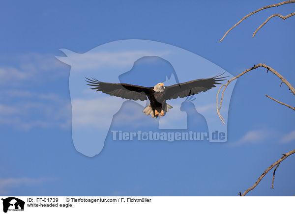 white-headed eagle / FF-01739