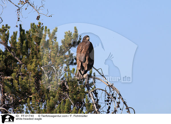Weikopfseeadler / white-headed eagle / FF-01740