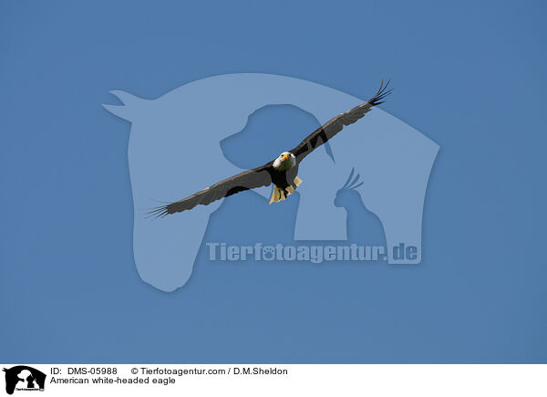 American white-headed eagle / DMS-05988