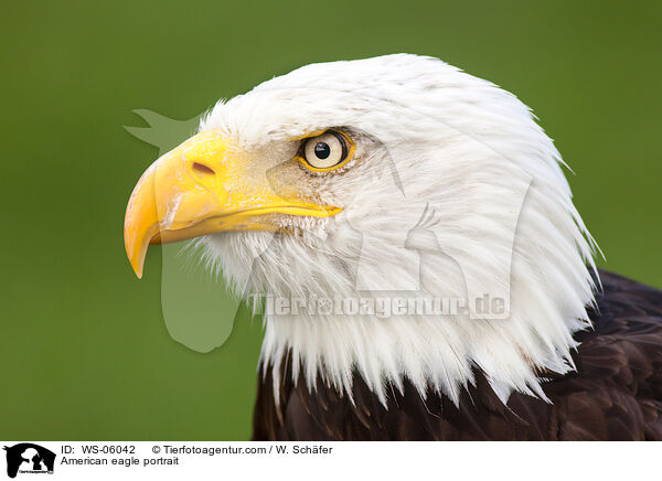 American eagle portrait / WS-06042