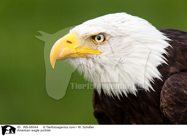 Weikopfseeadler Portrait / American eagle portrait / WS-06044