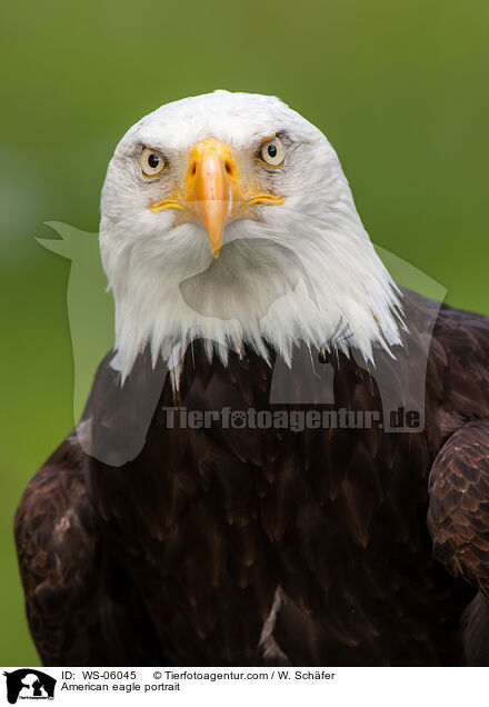 Weikopfseeadler Portrait / American eagle portrait / WS-06045