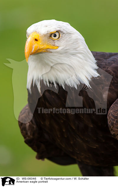 Weikopfseeadler Portrait / American eagle portrait / WS-06046