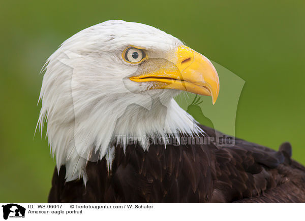 Weikopfseeadler Portrait / American eagle portrait / WS-06047