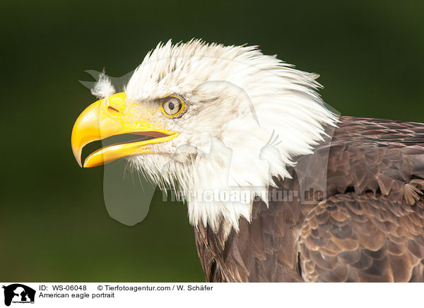Weikopfseeadler Portrait / American eagle portrait / WS-06048