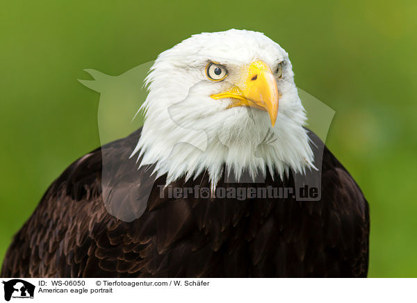 American eagle portrait / WS-06050