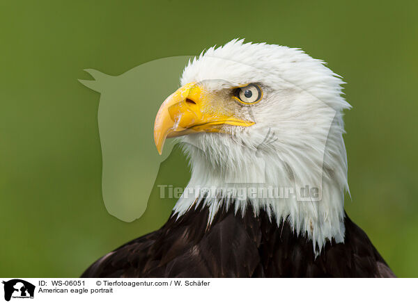 Weikopfseeadler Portrait / American eagle portrait / WS-06051