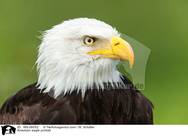 American eagle portrait / WS-06052