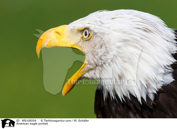 American eagle portrait / WS-06054