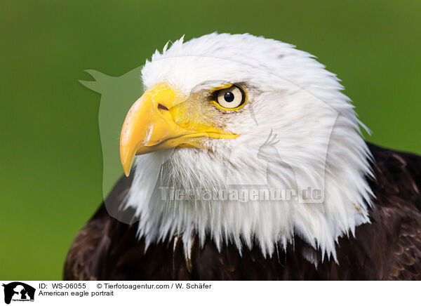Weikopfseeadler Portrait / American eagle portrait / WS-06055