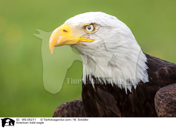 Weikopfseeadler / American bald eagle / WS-06271