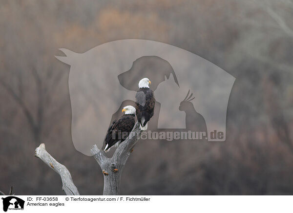 American eagles / FF-03658