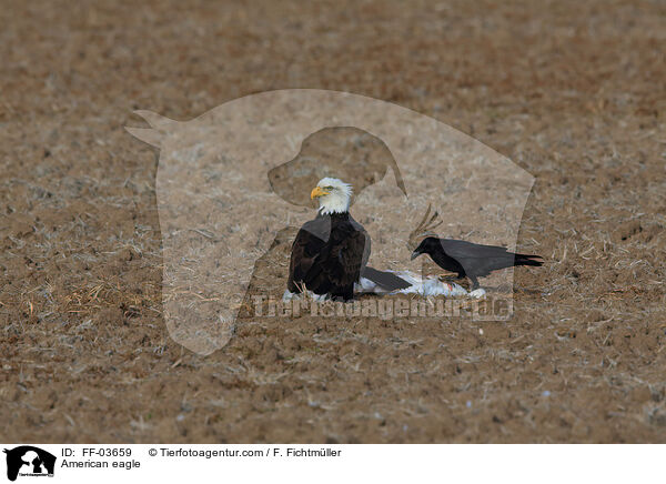 Weikopfseeadler / American eagle / FF-03659