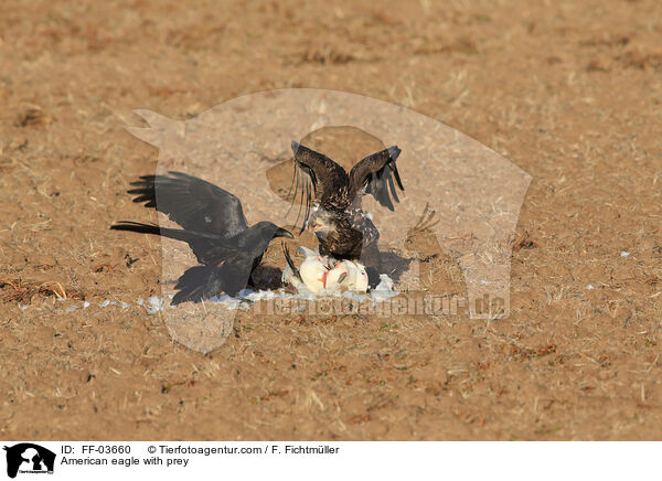Weikopfseeadler mit beute / American eagle with prey / FF-03660