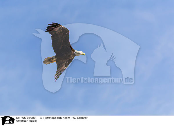 Weikopfseeadler / American eagle / WS-07089