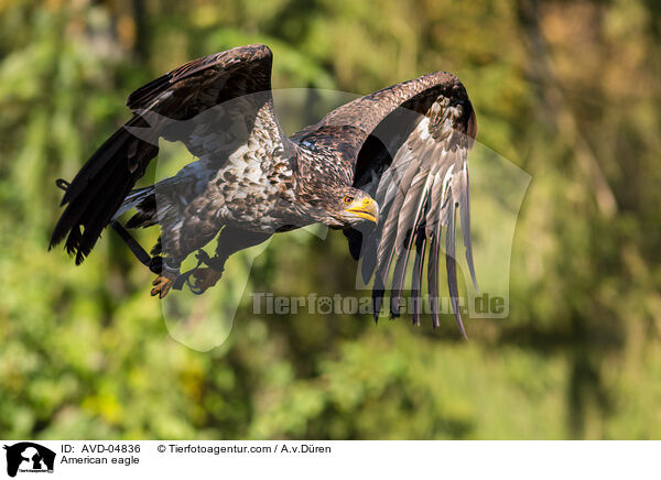 Weikopfseeadler / American eagle / AVD-04836
