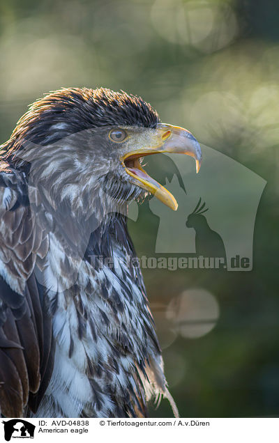 American eagle / AVD-04838