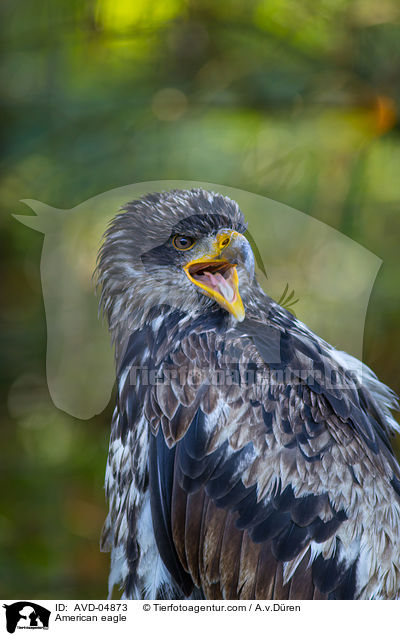 Weikopfseeadler / American eagle / AVD-04873