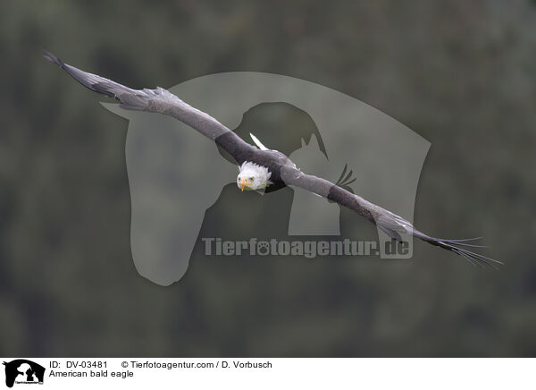 American bald eagle / DV-03481
