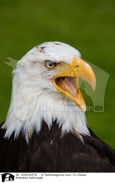 American bald eagle / AVD-05519