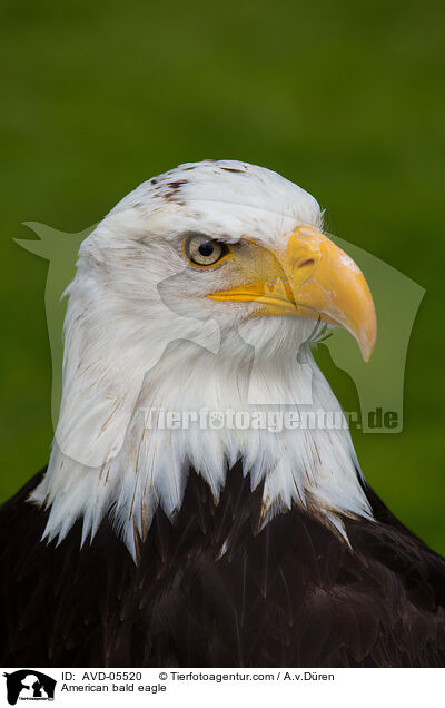 American bald eagle / AVD-05520