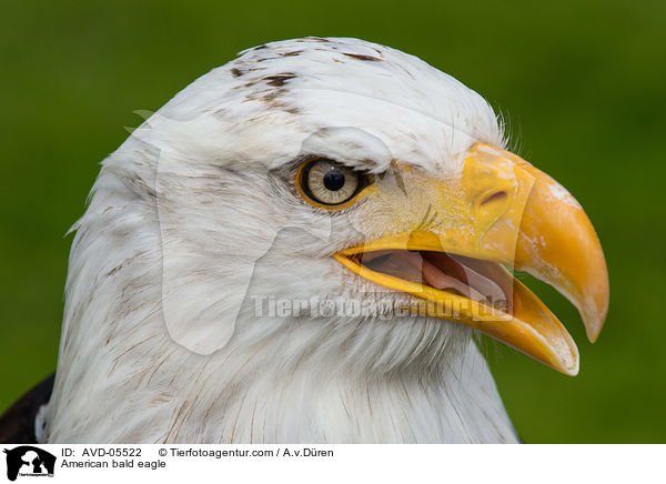 Weikopfseeadler / American bald eagle / AVD-05522