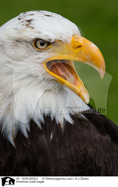 American bald eagle / AVD-05523