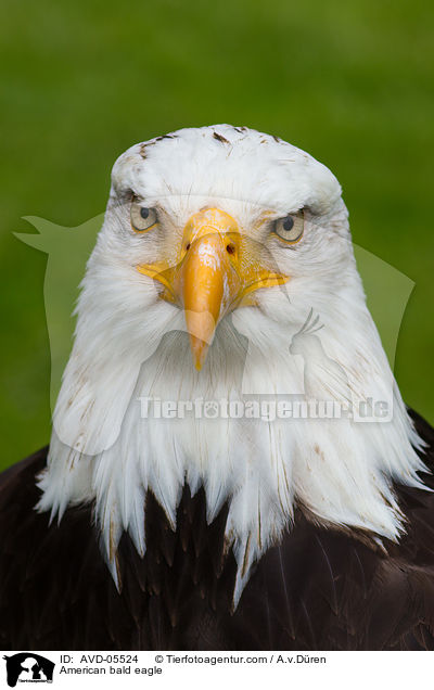 American bald eagle / AVD-05524