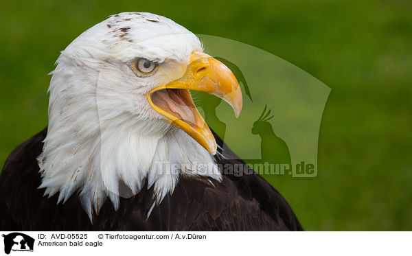 American bald eagle / AVD-05525