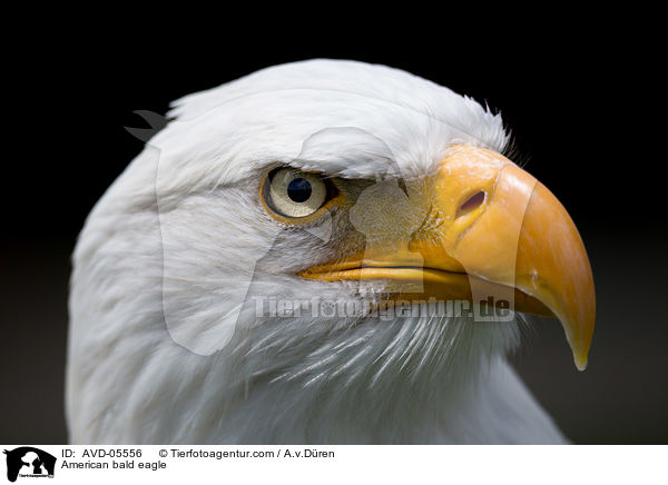 Weikopfseeadler / American bald eagle / AVD-05556