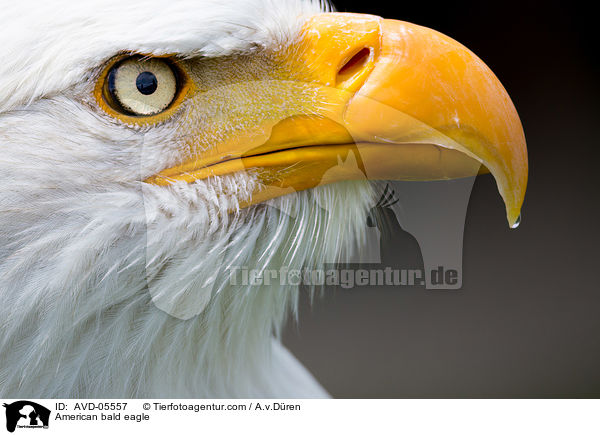 American bald eagle / AVD-05557