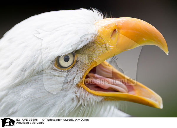 American bald eagle / AVD-05558