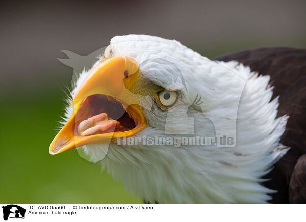 Wei�kopfseeadler / American bald eagle / AVD-05560